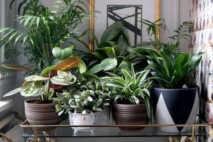 6 şık ve özgün yolu ev bitkileri süslemek için