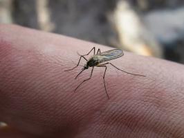 Chalet Tricks: bahçe hortumu, sızan varil tamiri, sivrisinekler kurtulmak