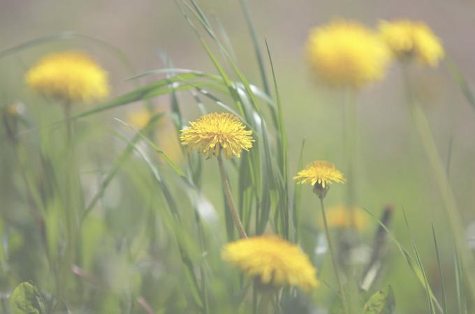 karahindiba Çiçekli - güzel bir manzara! (Photo.99px.ru)
