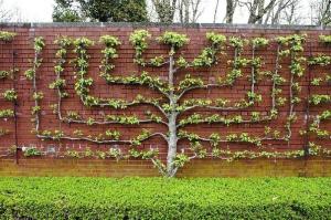 Hedge elma ağaçlarının yetiştiği: Orijinal çitleri elleriyle