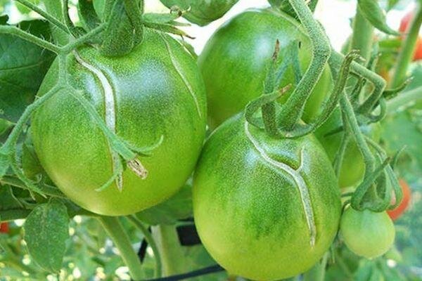 Çatlak can ve yeşil domates
