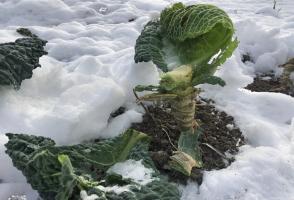 Neden kesinlikle kar altında lahana kökleri kalsın, ama sonbaharda bunları kaldırmak için değil?