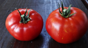 Ünlü domates dereceli mucize "Moğol cüce." onun verimi duydu birçok bahçıvanlar On!