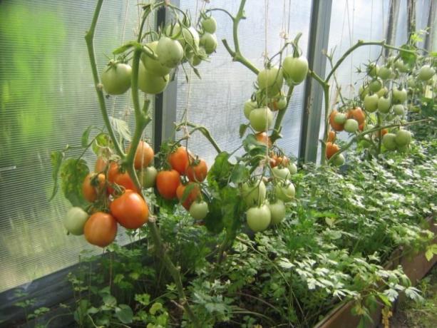 Serada Olgunlaşma domates hızlandırılabilir! (Mojateplica.ru)