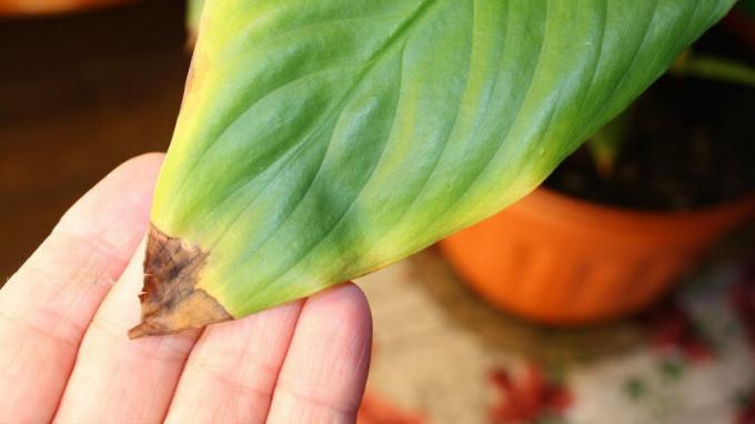 Tropikal yakışıklı Spathiphyllum ilk birinin kuruluk ve ısı yanıt