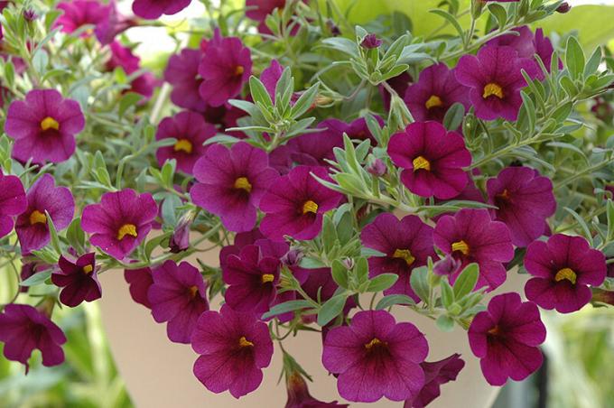 renk çeşitliliği - bu Calibrachoa ilgili. Fotoğraf: plants.barnnurserylandscape.com