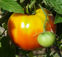Kışın taze domates koruyarak sırlarını ortaya çıkarır