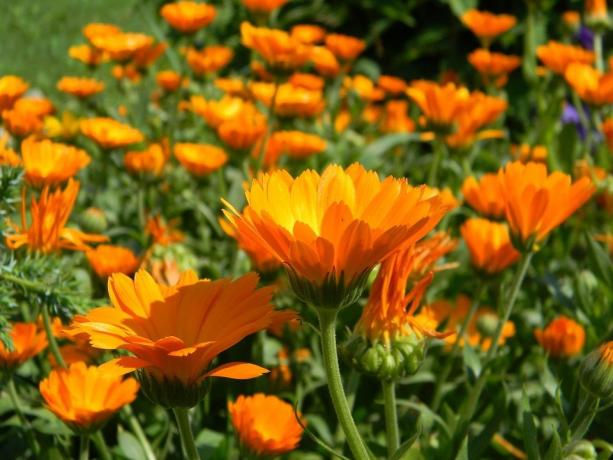 Marigold tohumlar çok iyi çimlenmeye ve bitkilerin kendileri - hızla büyüyen ve form tomurcukları vardır!