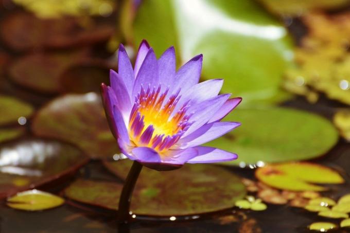 Mavi lotus - yasak güzellik | ZikZak
