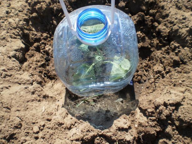 Dikim lahana, bir kaplama malzemesi olarak plastik bir şişe kullanımı