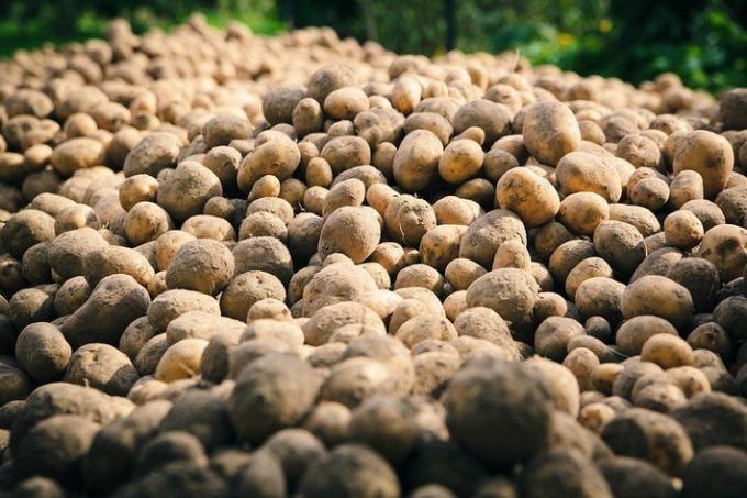 2 aptal hatalar patates üretimi | Bahçıvanlık & Çiçekçilik