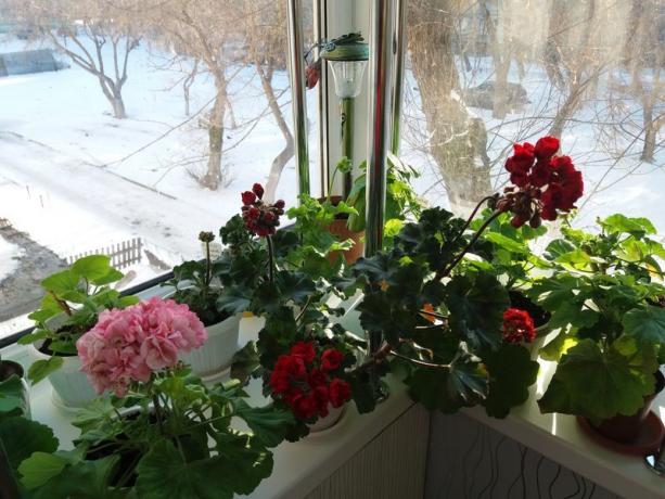 senin sardunyalar kışın çiçek varsa, "uyuşukluk dönemi" gerekli değildir. Ben bitkilerin kendilerini nasıl iyi tanıyan inanıyoruz
