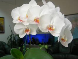Orkide muhteşem çiçek olacaktır: bir kap ve toprak