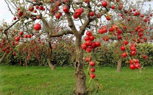 Düzgün bahçede eski meyve ağaçları bakımı için nasıl