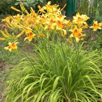 Bahçesinde ücretsiz alan mevcuttur? Neden bitki sarı zambak "tembel" çiçekçi tavsiye edersiniz