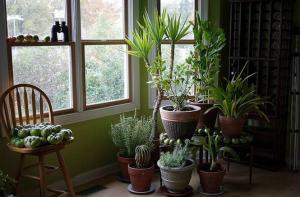 Az veya hiç bakım gerektirmez 5 tropikal ev bitkileri