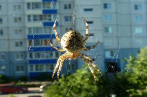 Neden evinizde yaşayan örümcekler dokunamaz.