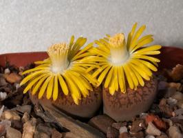 Lithops: kayalar veya bitkiler?