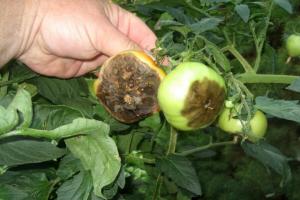Temmuz - Phytophthora karşıtı domates zorunlu işleme süresi. sürecine ihtiyaç.