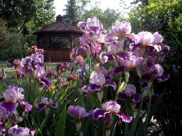 Ben ortalama horoz, Pivnik - Rusya'da iris kişilerde ve Ukrayna komşu iris denir