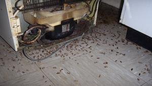Sonsuza evde hamamböceği yok etmek nasıl