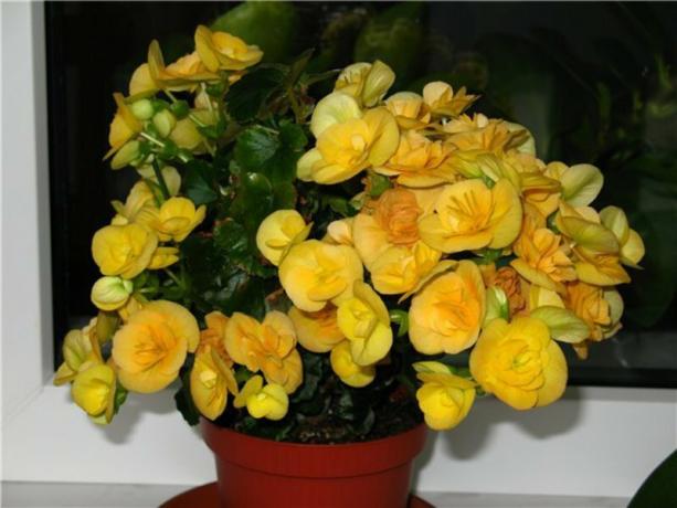 Eliator begonya Örnek sarı çiçek (bulunan taşlar.). Fotoğraf: fedsp.com
