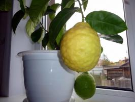 Doğru limon çeşitli için uygun bir ev seçimi