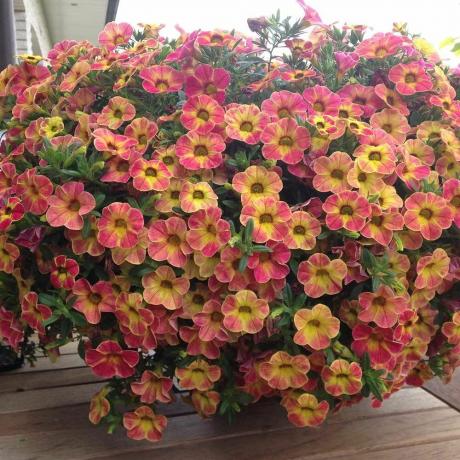 Calibrachoa, sınıf Bukalemun Sunshine Berry