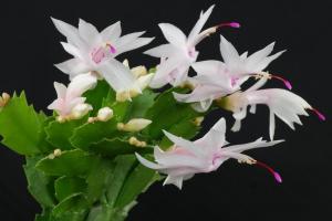 Daha 1.5-2 kat Decembrist çiçek tomurcukları Hazırlanışı: Bir basit ve kanıtlanmış gübreleme