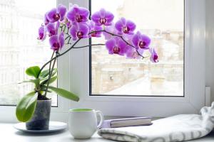 Halk phalaenopsis orkide hakkında alametler: o evin içine getiriyor? Renklerin Anlamı