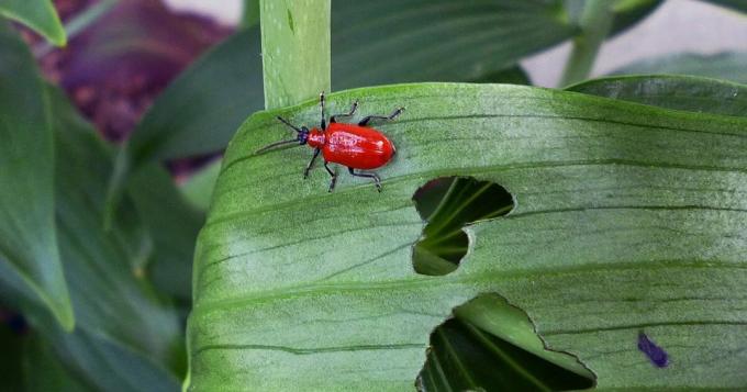 Merhaba, Ben - böceği treschalka ve senin bitkileri yerim! Fotoğraf düşman: tonilelandgardengate.blogspot.com
