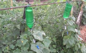 Nasıl yazlık bahçe sulama için su tasarrufu için: sulama Sırları
