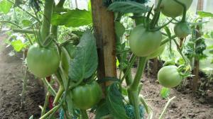 Düzgün erik domates yaprakları - 2 kat verim artışı
