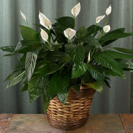Örnek Spathiphyllum çiçeklenme. Fotoğrafın bir bölümü internetten alınır