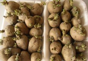 Nisan - yüksek verim elde etmek filizlenen patates başlarlar.