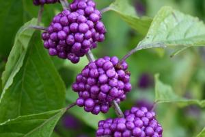 Callicarpa Bodinera - gösterişli çalı bahçesinde peyzaj süslemek