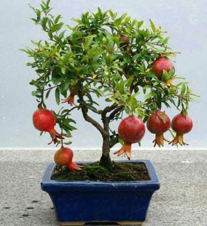 Nar büyüyen bonsai tekniğine uygundur