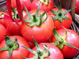 Hata birçok bahçıvanlar domates yetiştirmek geldiğinde.
