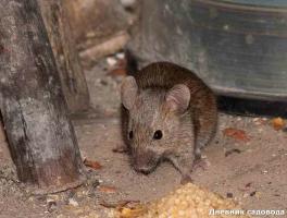 Ülkede fare ve sıçanların kurtulmak