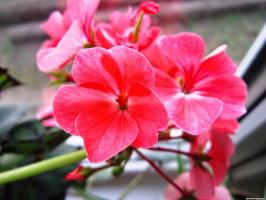 6 güzel ve dayanıklı çok yıllık çiçekler (bölüm 2)