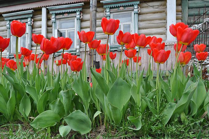 Kırmızı laleler - zamansız klasikleri Rus çiçekçilik. Fotoğraf: fotoload.ru