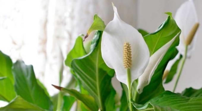 Çiçek Spathiphyllum - shishechka beyaz - bir tabaka-gonca yaprağı