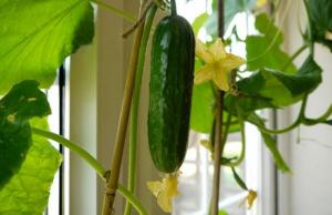 Kış salatalık: nasıl bir pencere zengin hasat büyümeye