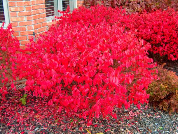 Euonymus alatus sonbahar