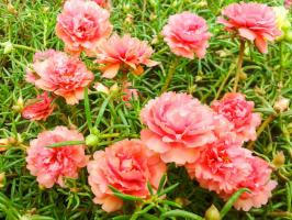 Sulama olmadan tüm yaz parlak çiçekler (ve gerçekten): tembel yaz ikamet için godsend