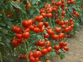 Maya gübrelenmesi salatalık ve domates verimini arttırmak için