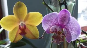 Orkide yaşayan Kaç yıl