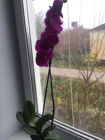 Doğru bir adaptasyon sonra benim orkide hemen çiçek