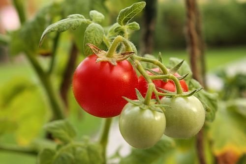 Kış salatalar için idealdir domates, ama kötü tutulur. Hemen masaya onları göndermek için daha iyidir - tat ve koku büyük!