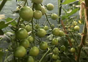 Biz 2 adet için domates büyür. Her kuyudaki. Avantajları ve Dezavantajları